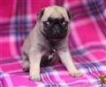 Pug