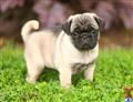 Pug