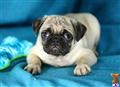 Pug