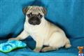 Pug