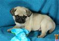 Pug