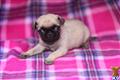 Pug