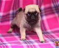 Pug