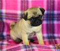 Pug