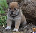 Shiba Inu