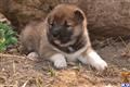 Shiba Inu