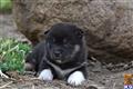 Shiba Inu