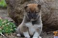 Shiba Inu