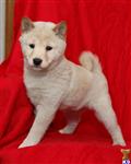 Shiba Inu