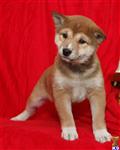 Shiba Inu