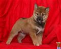 Shiba Inu
