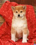 Shiba Inu