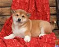 Shiba Inu