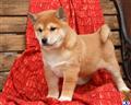 Shiba Inu
