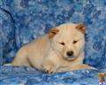 Shiba Inu
