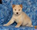 Shiba Inu