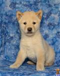 Shiba Inu