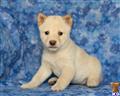 Shiba Inu