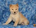Shiba Inu