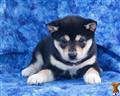 Shiba Inu
