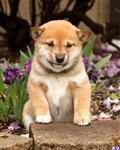 Shiba Inu
