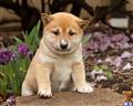 Shiba Inu