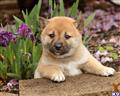 Shiba Inu