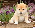 Shiba Inu