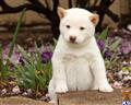 Shiba Inu