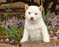 Shiba Inu