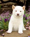 Shiba Inu