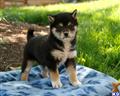 Shiba Inu