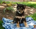 Shiba Inu