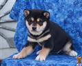 Shiba Inu