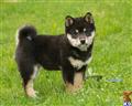 Shiba Inu