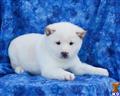 Shiba Inu