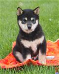 Shiba Inu