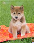 Shiba Inu