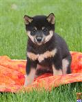Shiba Inu
