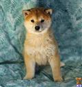 Shiba Inu