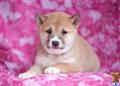 Shiba Inu