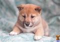 Shiba Inu
