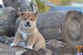 Shiba Inu