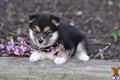 Shiba Inu