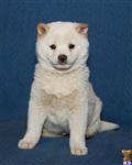 Shiba Inu