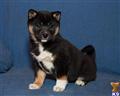 Shiba Inu