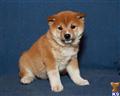 Shiba Inu
