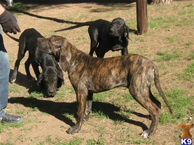 Fila Brasileiro Puppies for Sale