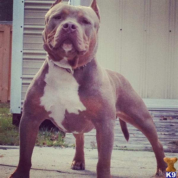 Stud Dogs - American Pit Bull