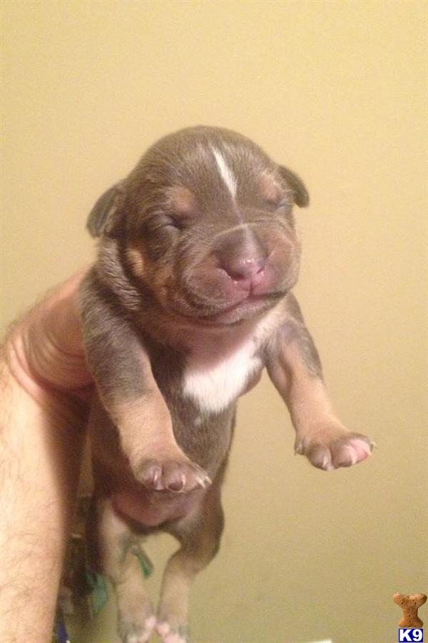 American Pit Bull Puppies in FL